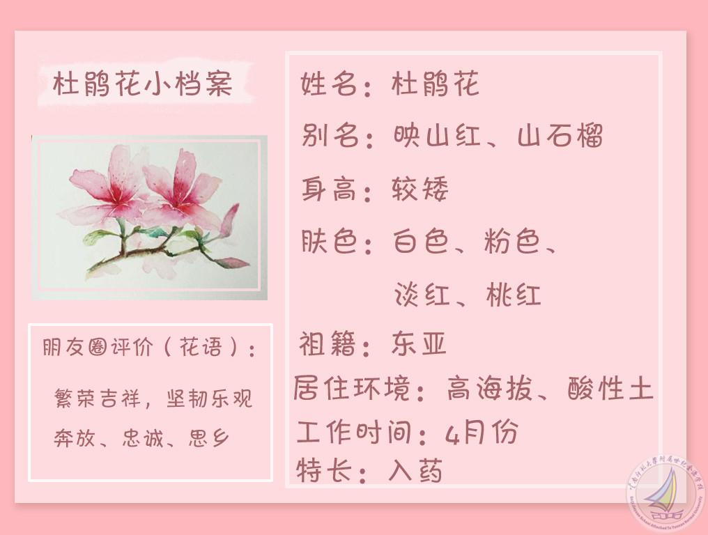 杜鹃花小档案_副本.jpg