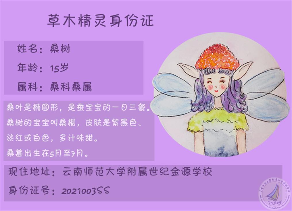 桑树.jpg
